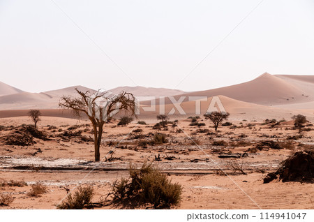 Desert landscape near Sossusvlei Desert landscape near Sossusvlei 114941047