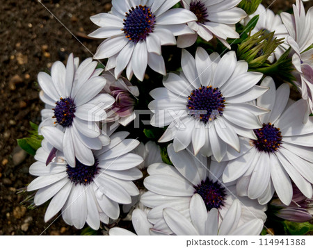 White osteospermum with purple in the center White osteospermum with purple in the center 114941388