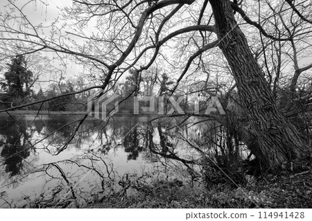 Beautiful tree and lake in the park of the Lednice Valtice Cultural Landscape, Czech Republic Beautiful tree and lake in the park of the Lednice Valtice Cultural Landscape, Czech Republic 114941428