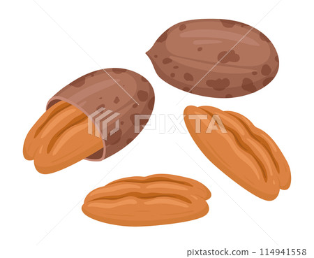 Cartoon pecans. Delicious tasty pecan snack, raw pecans in shell flat vector illustration. Crunchy pecan nuts on white Cartoon pecans. Delicious tasty pecan snack, raw pecans in shell flat vector illustration. Crunchy pecan nuts on white 114941558