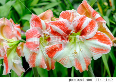 Amaryllis in bloom close up capture Amaryllis in bloom close up capture 114941702