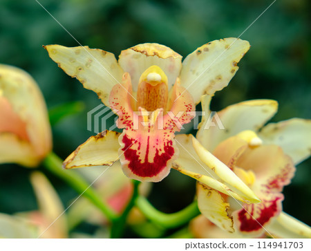 Close up of red, orange and yellow orchid flowers in a botanical garden in Czech Republic Close up of red, orange and yellow orchid flowers in a botanical garden in Czech Republic 114941703