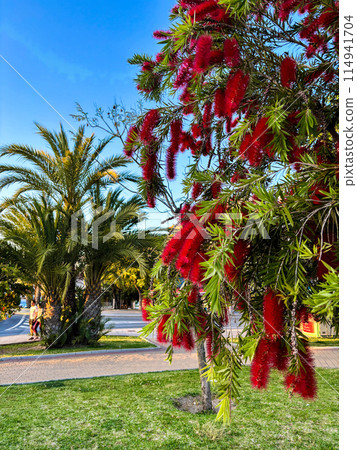 Blooming Callistemon citrinus, Callistemon, bottlebrushes, red flowers, palm on the background Blooming Callistemon citrinus, Callistemon, bottlebrushes, red flowers, palm on the background 114941704