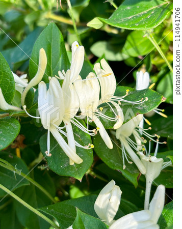 Lonicera japonica, Japanese honeysuckle and woodbine, Ornamental plant used in traditional Chinese medicine. White yellow flowers close up 114941706