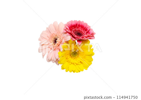 白色背景上的非洲菊花束 白色背景上的非洲菊花束 114941750