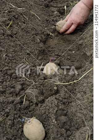 Person plants potatoes among grass, natural materials, and rocks in soil Person plants potatoes among grass, natural materials, and rocks in soil 114941772