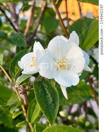 Close-up on a white flower of Philadelphus coronarius, Peasant jasmine, sweet mock orange, English dogwood. Close-up on a white flower of Philadelphus coronarius, Peasant jasmine, sweet mock orange, English dogwood. 114942197