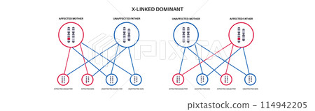 Dominant inheritance pattern Dominant inheritance pattern 114942205