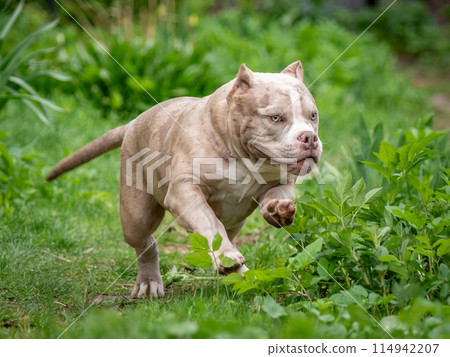 Beautiful American Bully puppy running among green grass. A purebred beige dog runs swiftly in nature. Beautiful American Bully puppy running among green grass. A purebred beige dog runs swiftly in nature. 114942207