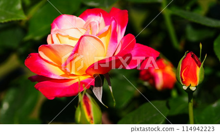 The roses blooming in Jindai Botanical Gardens are a glorious sight 114942223