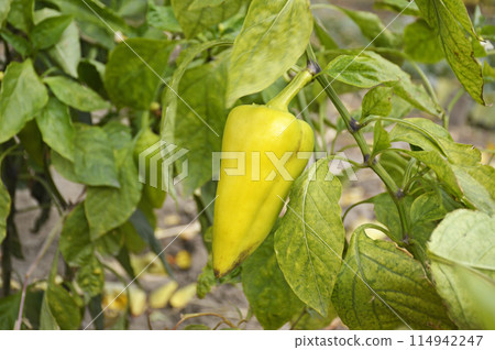 green bell pepper ripening in the sun on bush branch. organic food 114942247