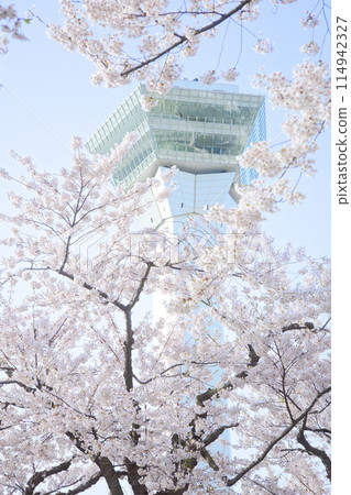 五棱郭塔與櫻花 五棱郭塔與櫻花 114942327