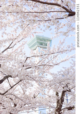 五棱郭塔與櫻花 五棱郭塔與櫻花 114942331