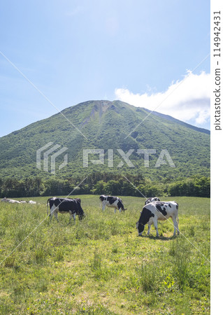 在大山吃草的奶牛（大山牧場牛奶村附近） 114942431
