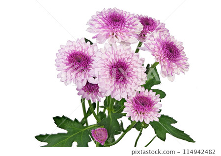 [Chrysanthemum SP Mum Purple] (Depth Compositing) 114942482