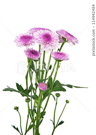 [Chrysanthemum SP Mum Purple] (Depth Compositing) 114942484