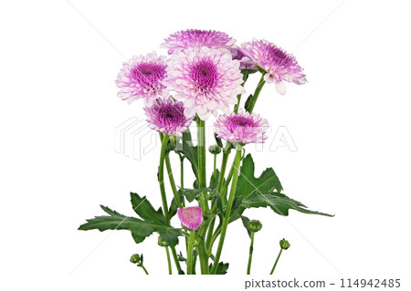 [Chrysanthemum SP Mum Purple] (Depth Compositing) 114942485