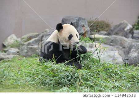 Akehama eating bamboo deliciously 114942538