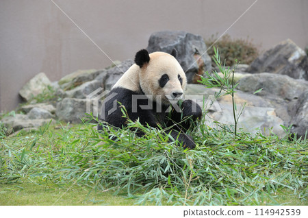 明濱美味地吃著竹子 114942539