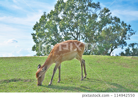 【奈良若草山鹿】奈良縣奈良市芝辻町 【奈良若草山鹿】奈良縣奈良市芝辻町 114942550