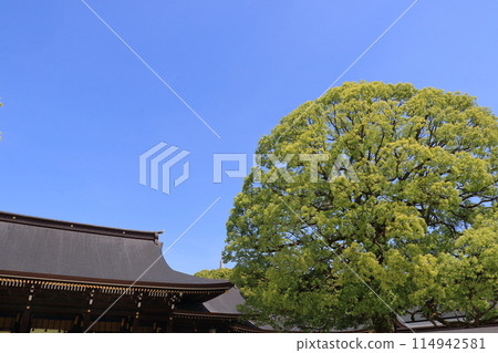 The shrine building and sacred tree 114942581