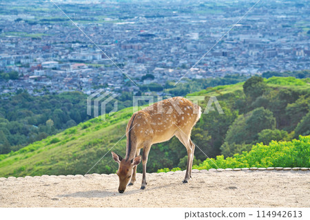 【奈良若草山鹿】奈良縣奈良市芝辻町 114942613