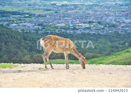 【奈良若草山鹿】奈良縣奈良市芝辻町 114942615