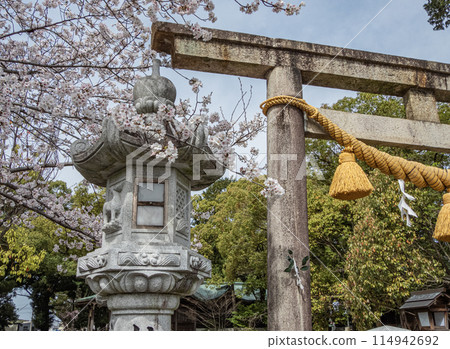Spring scenery of the grounds of Komaki Shinmeisha Shrine 114942692