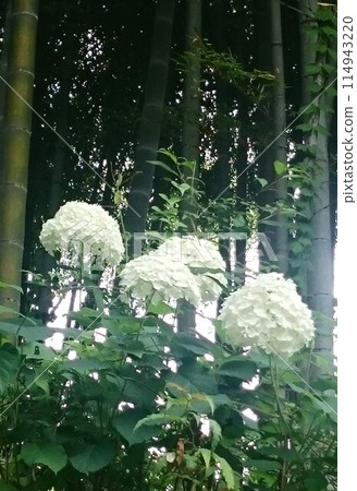 白色繡球花 白色繡球花 114943220