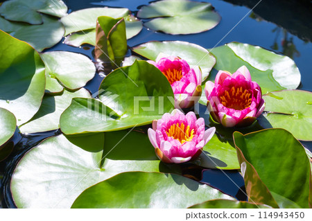 Flower flowers 114943450