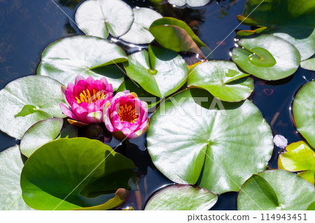 Flower flowers 114943451