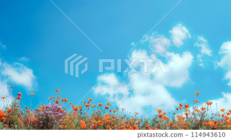 Poppies under the blue sky 114943610