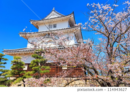 [香川縣] 春天櫻花盛開的丸龜城（現存天守閣和石牆名城） 114943627
