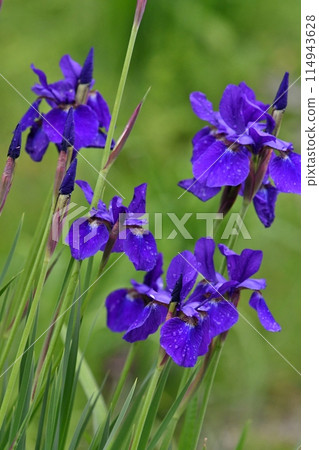 Purple flowers, Japanese iris Purple flowers, Japanese iris 114943628