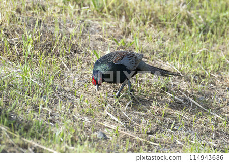 野雞 114943686