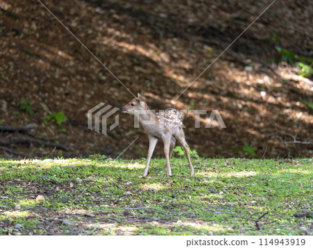 [Nara Park] Cute baby deer 114943919