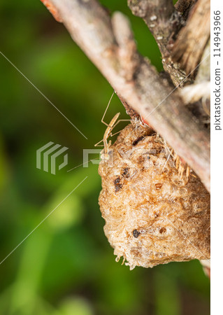 Immediately after hatching, a giant mantis larva drinks morning dew from its egg sac 114943966