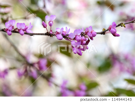 Blooming Judas tree (lat.- Cercis siliquastrum) Blooming Judas tree (lat.- Cercis siliquastrum) 114944143