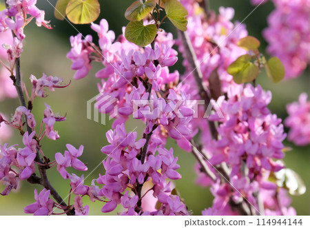 Blooming Judas tree (lat.- Cercis siliquastrum) Blooming Judas tree (lat.- Cercis siliquastrum) 114944144