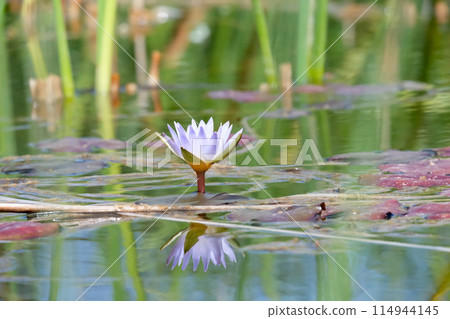 Blooming nymphea in the pond (Lat. - nymphaea caerulea) Blooming nymphea in the pond (Lat. - nymphaea caerulea) 114944145
