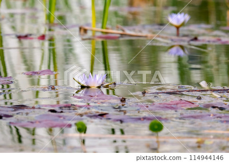 Blooming nymphea in the pond (Lat. - nymphaea caerulea) Blooming nymphea in the pond (Lat. - nymphaea caerulea) 114944146