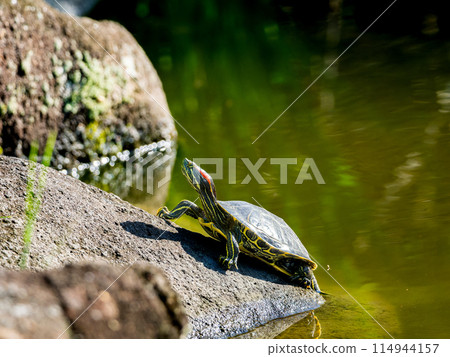 Red sea turtle sunbathing 114944157