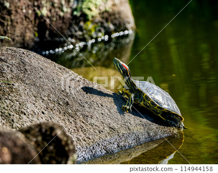 Red sea turtle sunbathing Red sea turtle sunbathing 114944158