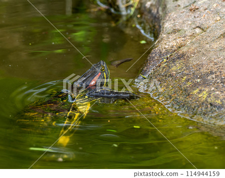 Red-eared slider peeking out from the water 114944159