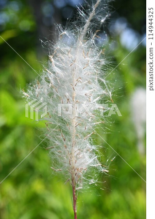 Chigaya Chigaya 114944325