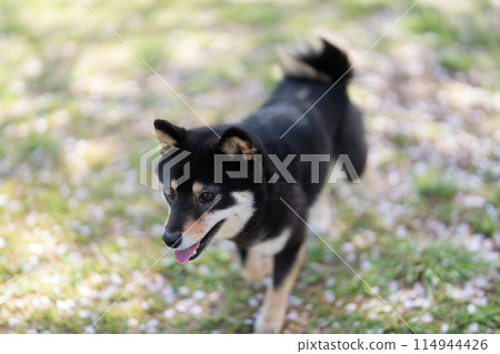 櫻花花瓣和Shiba Inu 櫻花花瓣和Shiba Inu 114944426
