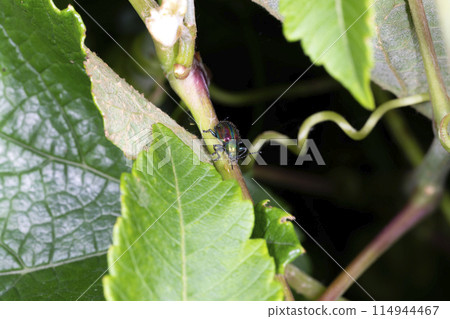 Red leaf beetle Red leaf beetle 114944467