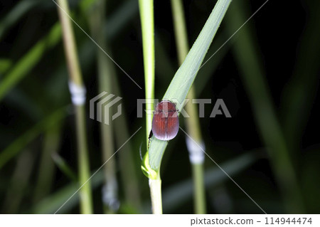 阿卡比魯德聖甲蟲 114944474