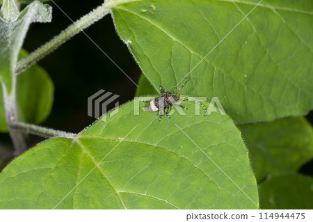 Atojirosakami kamikiri Atojirosakami kamikiri 114944475