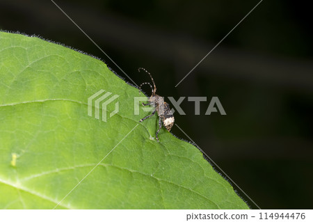 Atojirosakami kamikiri 114944476